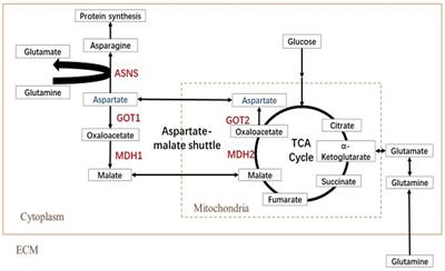 Role of asparagine biosynthesis pathway in Siniperca chuatsi rhabdovirus proliferation